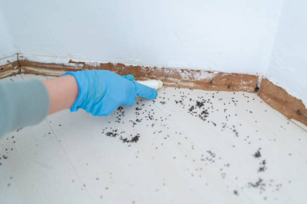 Best Insect Control  in Clarks Summit, PA